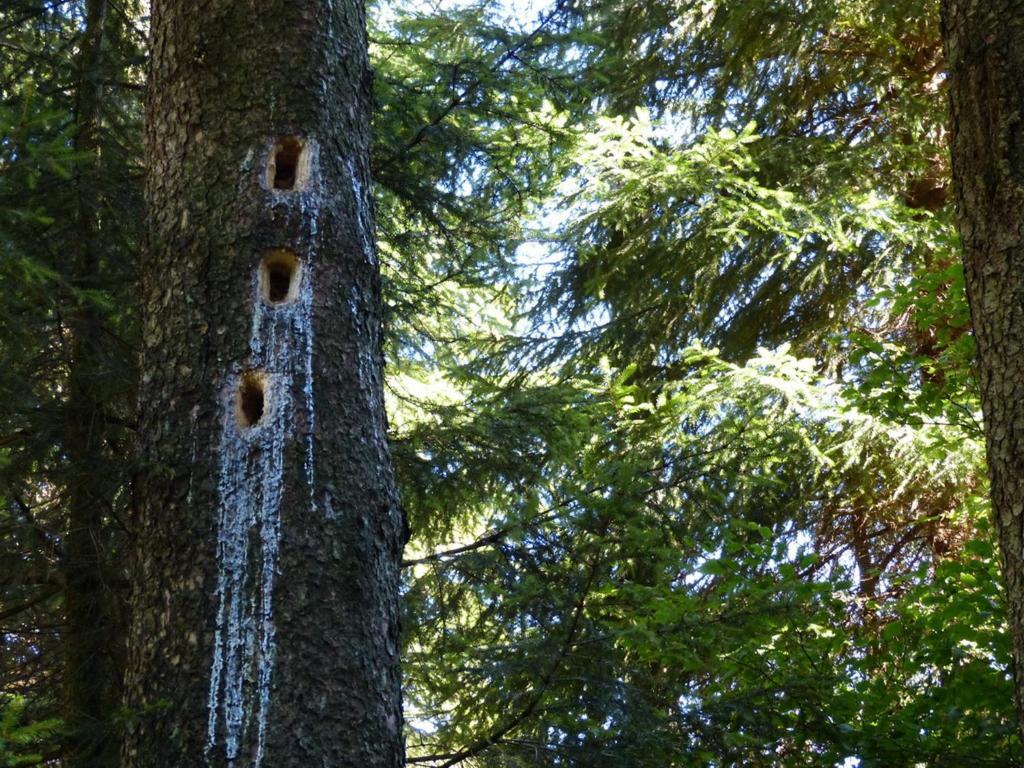 Apartamento Haus Wald-Eck Schmallenberg Exterior foto